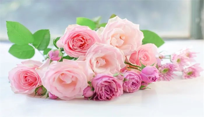 粉红玫瑰花语 粉红玫瑰花语是什么