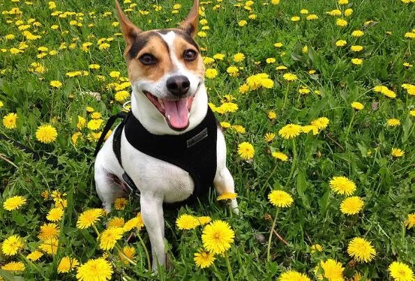 世界上最小的狗前十名 博美犬上榜,第一身高仅有15厘米左右