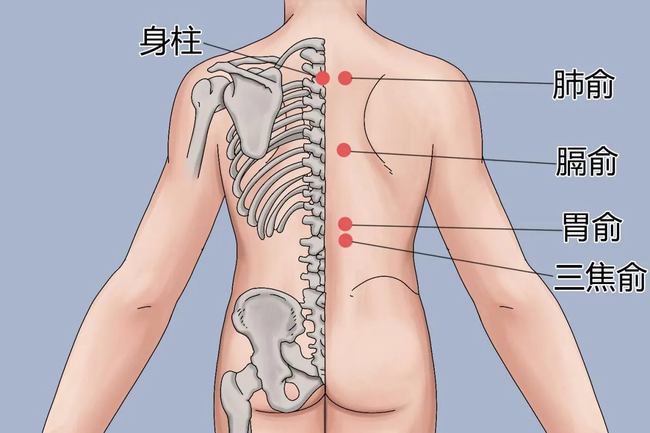 减肥穴位
