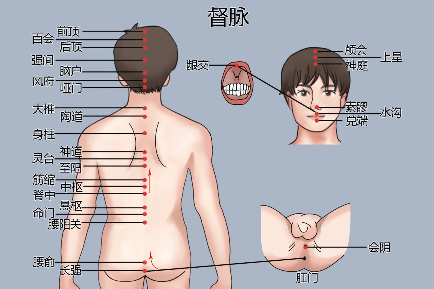 头面部经络图