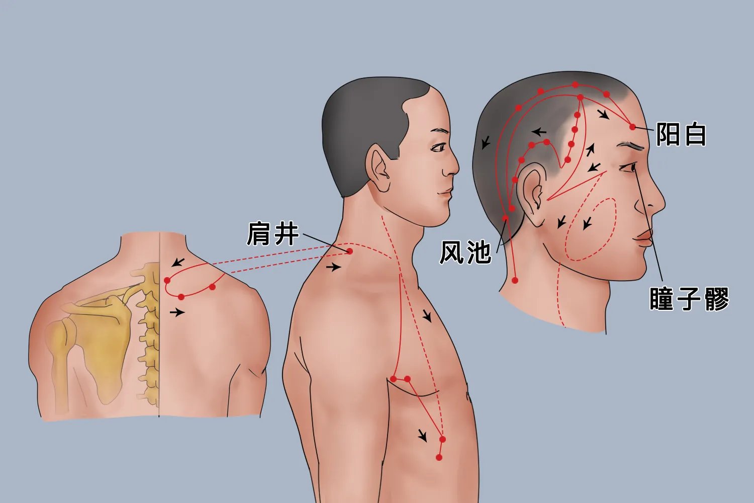 头面部经络图