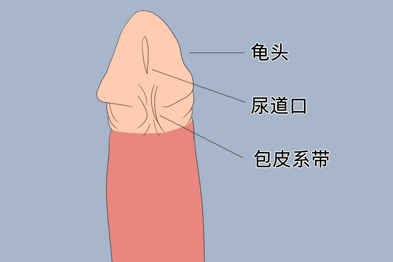系带是什么部位