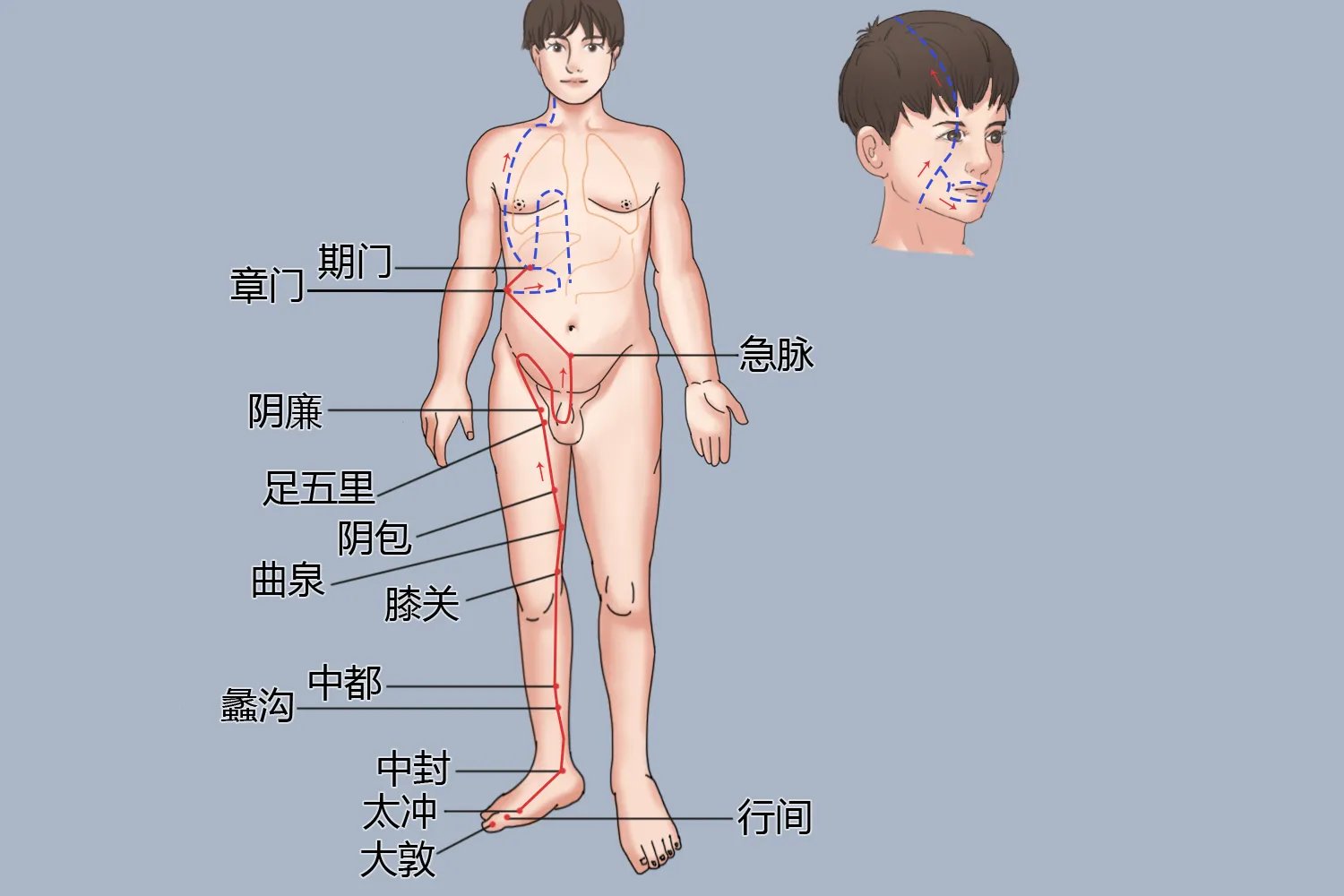 头面部经络图