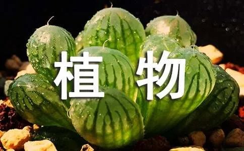 四年级植物观察日记