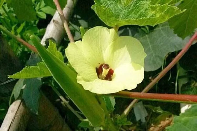 补肾草长什么样子