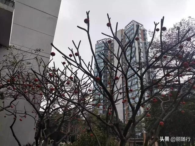 天安科技园租房子的多吗?租一个两居室大概多少钱?