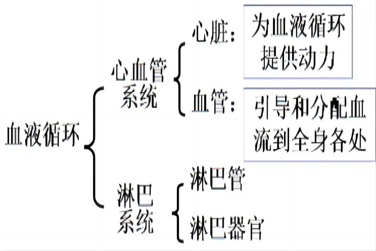血液循环系统思维导图