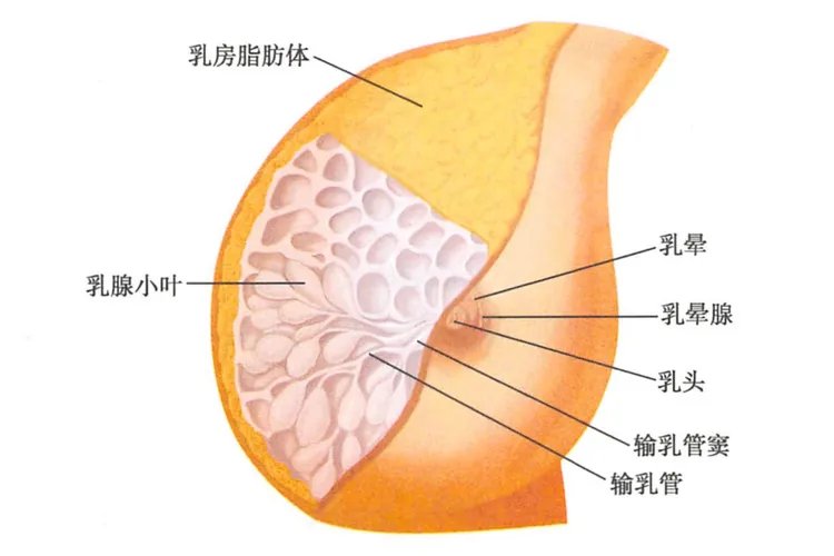 正常乳晕是什么样的有图片