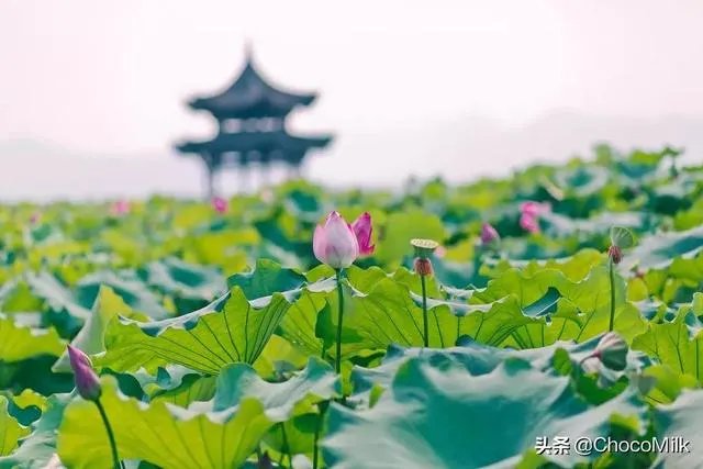 接天莲叶无穷碧全诗意思是什么？