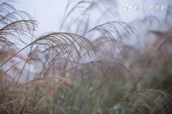 秋季养阴吃什么