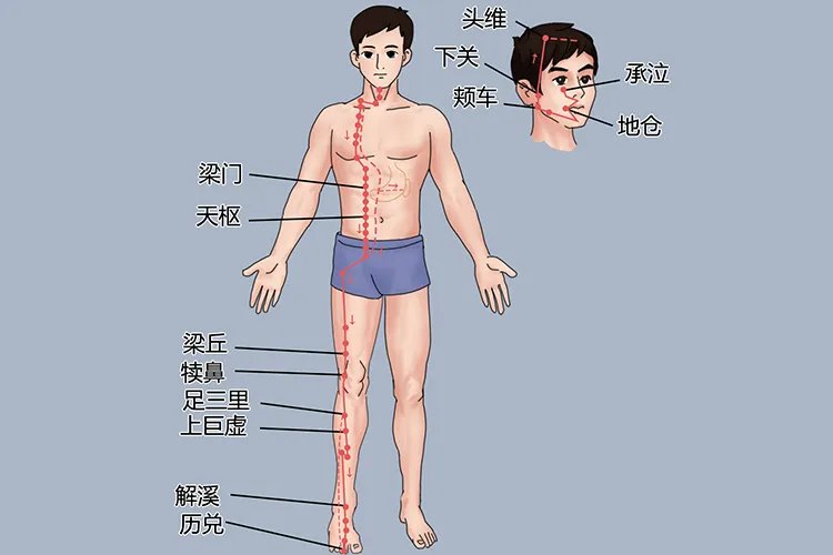 头面部经络图