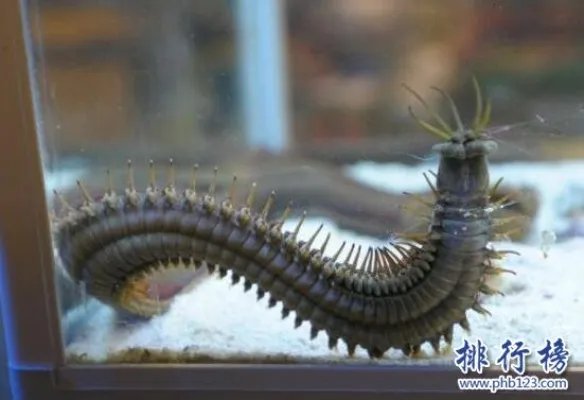 世界上最恶心的动物:蛀船虫,长达3米的巨型毛虫