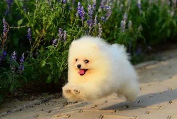 世界上最小的狗前十名 博美犬上榜,第一身高仅有15厘米左右