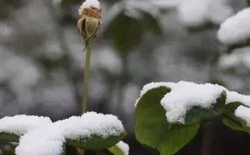 2023年正月十一是黄道吉日吗 年十一日子好吗
