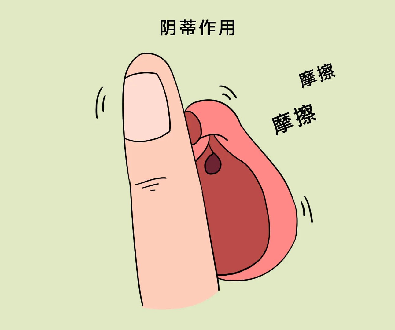 阴蒂图解