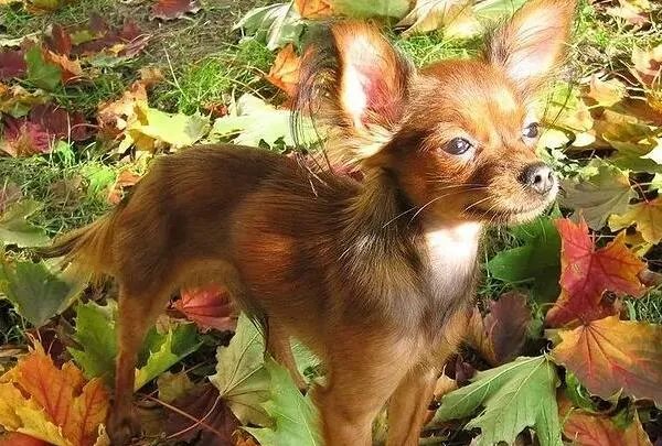世界上最小的狗前十名 博美犬上榜,第一身高仅有15厘米左右