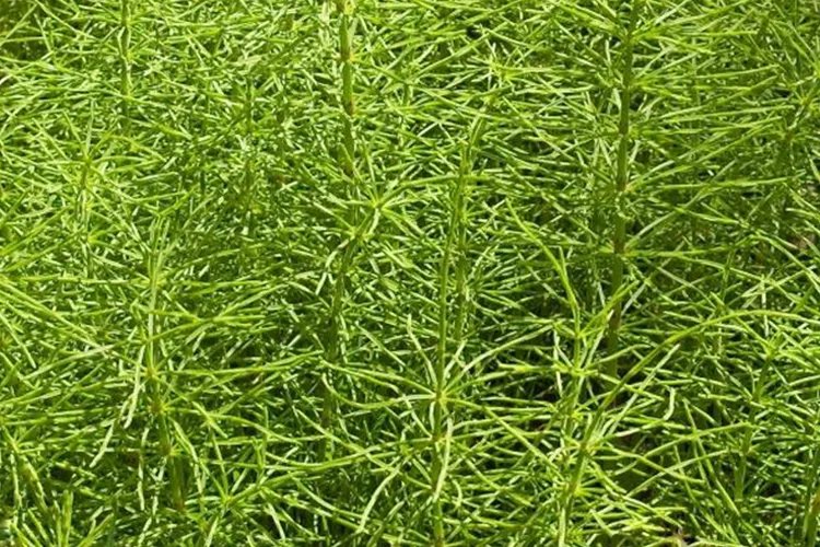 天门冬药用价值以及图片大全