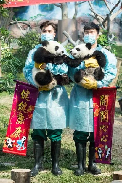 大熊猫双胞胎拜年是怎么回事？