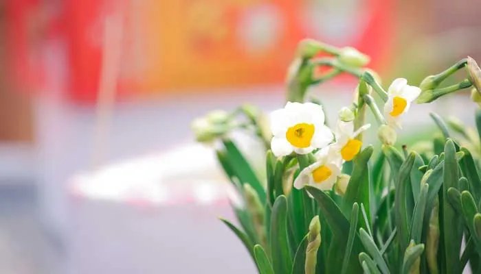 一花独放不是春百花齐放春满园是什么意思