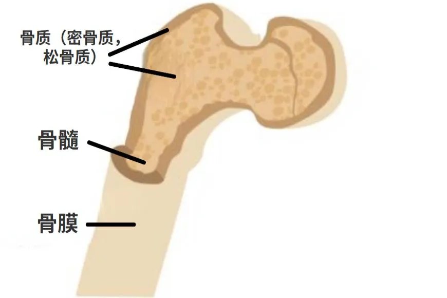 骨头图