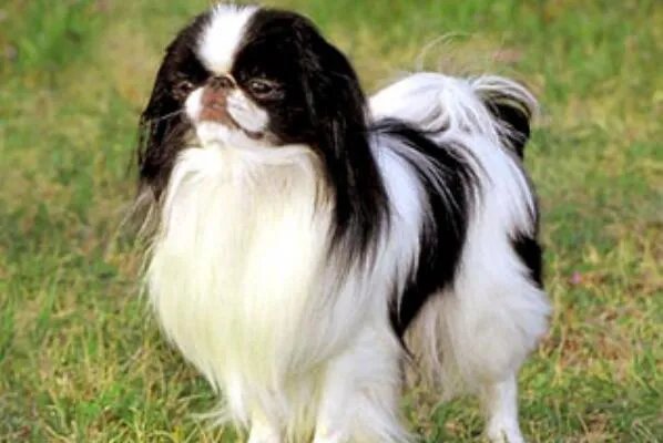 世界上最小的狗前十名 博美犬上榜,第一身高仅有15厘米左右