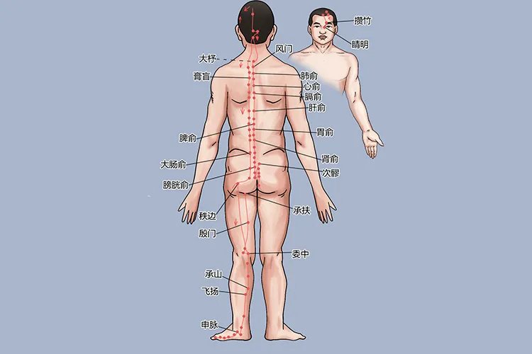 膀胱经的经络走向图及功效