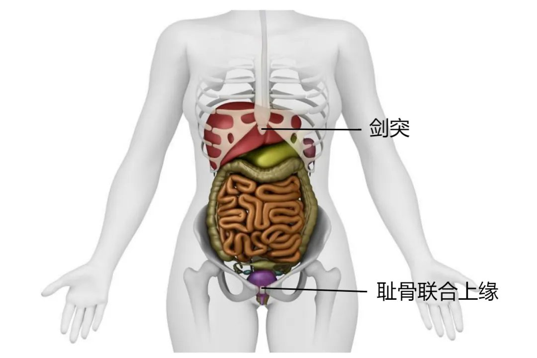人体构造腹部的位置图