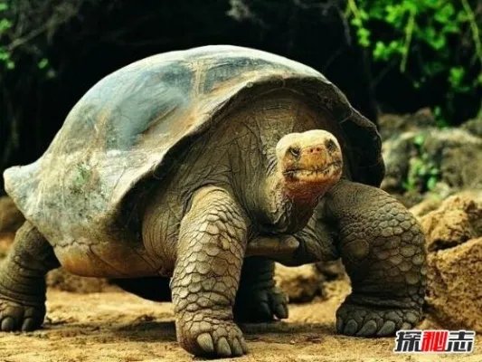 世界上最大的乌龟,加拉帕戈斯象龟(长6米/重800斤)