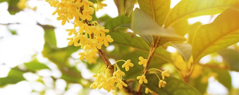晏子春秋全文翻译注释