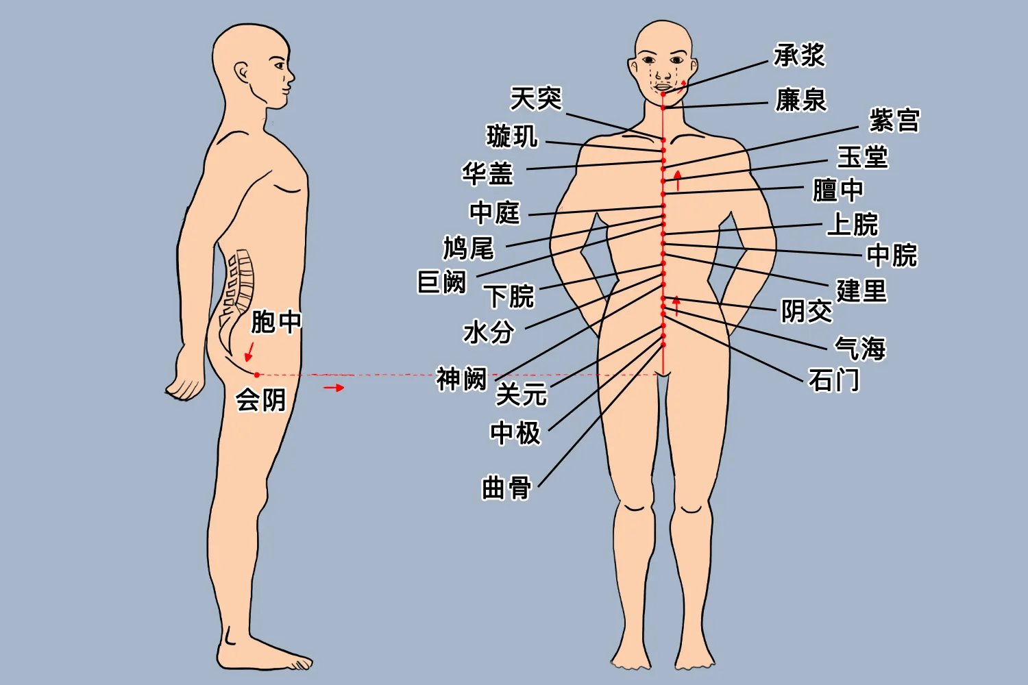 头面部经络图
