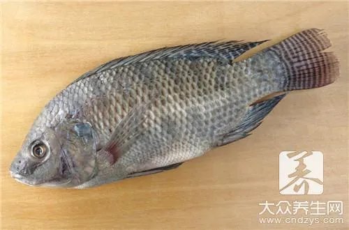 娃娃鱼有毒吗