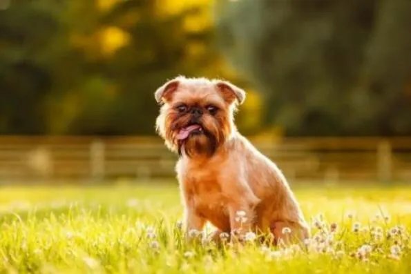 世界上最小的狗前十名 博美犬上榜,第一身高仅有15厘米左右